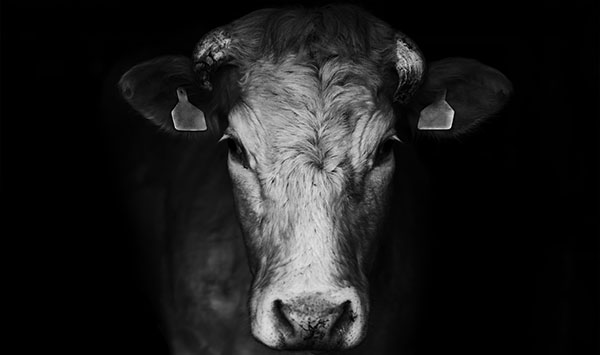 Cow Black and White