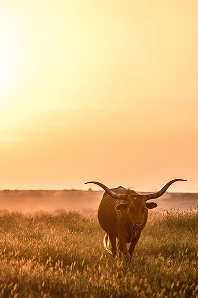 Steer