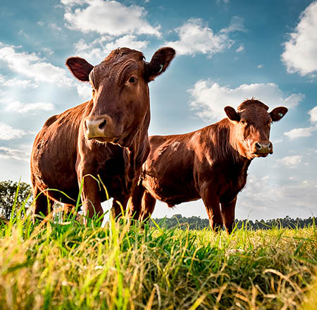 Two Cows in a field