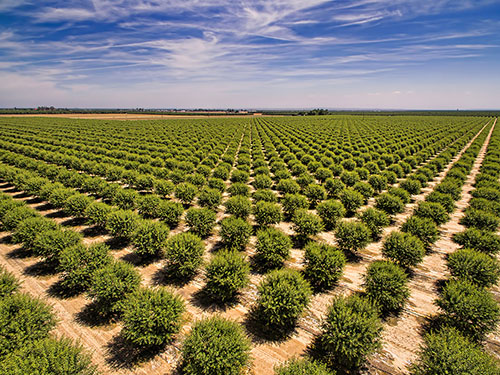 Oregon_Almond_Orchard