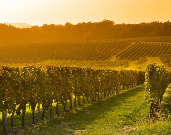 Vineyard Loans in California