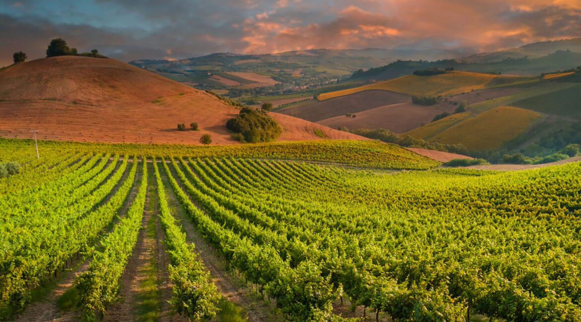 Financing Permanent Crops in the West: 4 Things Lenders Consider 1 Conterra offers Vineyard and Orchard Loans