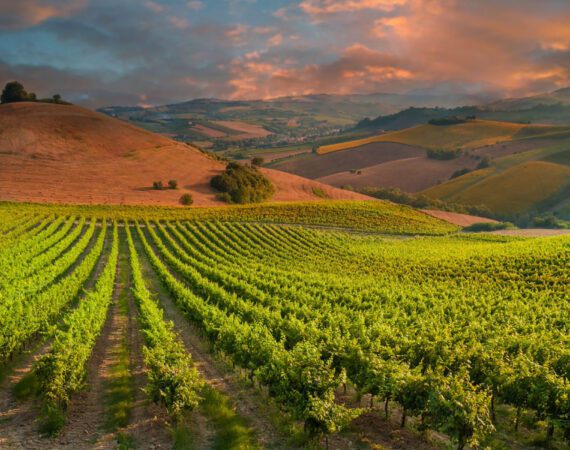 Financing Permanent Crops in the West: 4 Things Lenders Consider 10 Conterra offers Vineyard and Orchard Loans