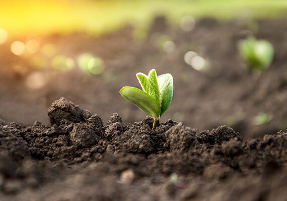 Sustainable Ag 101: Carbon Farming Brings Extra Income and Environmental Benefits 1 CarbonMarketBlog 600x400