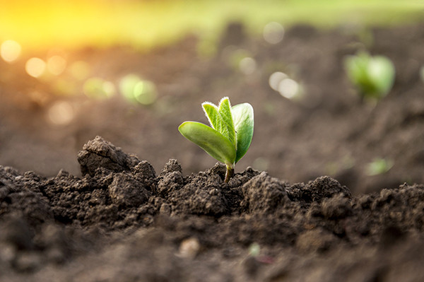 Sustainable Ag 101: Carbon Farming Brings Extra Income and Environmental Benefits 1