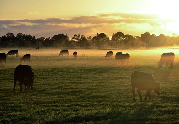 Rebuilding the Beef Industry Throughout 2021 4 Cattle Fog