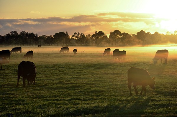 Rebuilding the Beef Industry Throughout 2021 1 Cattle Fog