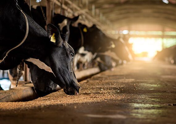 Dairy farm sunset