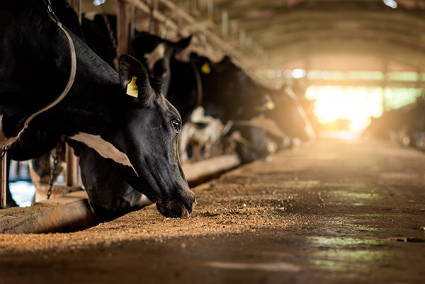 3 THINGS TO THINK ABOUT IN OVERCOMING CURRENT DAIRY INDUSTRY CHALLENGES 1 Dairy farm sunset