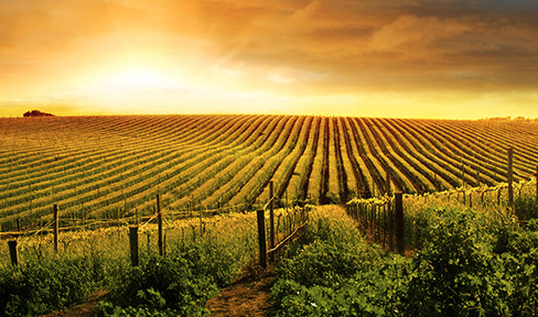 KEY AG INSIGHTS FROM THE JULY FEDERAL RESERVE BEIGE BOOK 1