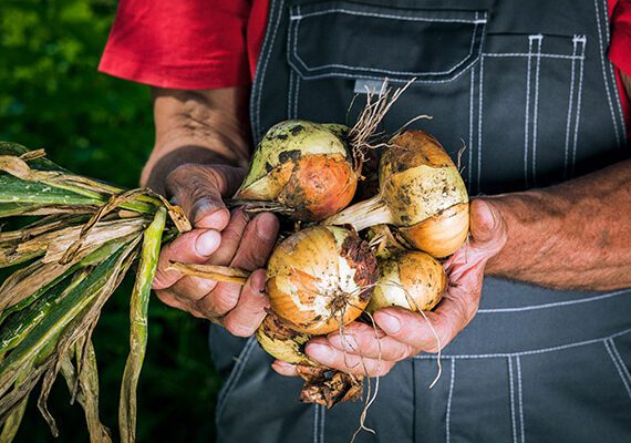 Sustainable Ag 101: The Economic and Environmental Benefits of Organic Farming 4 Organic600x400