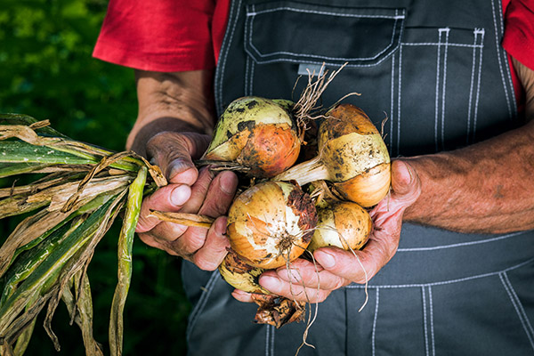 Sustainable Ag 101: The Economic and Environmental Benefits of Organic Farming 1