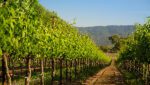 PERMANENT CROPS AS REAL ESTATE COLLATERAL - 4 TIPS TO CONSIDER 5 Permanent Plantings 600