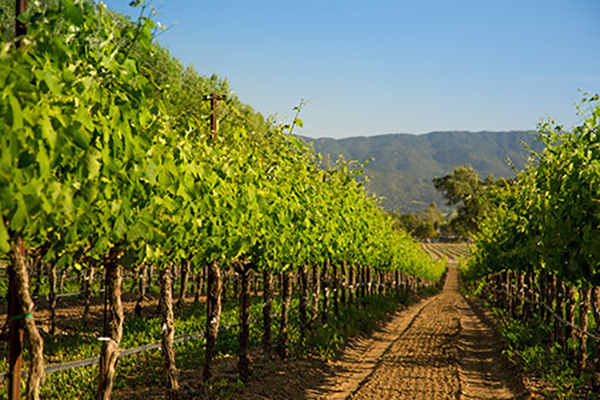 PERMANENT CROPS AS REAL ESTATE COLLATERAL - 4 TIPS TO CONSIDER 1 Permanent Plantings 600