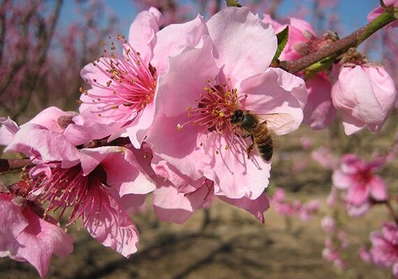 Sustainable Ag 101: Protect Profits and Beneficial Insects with IPM 2 PestManagement 600x400