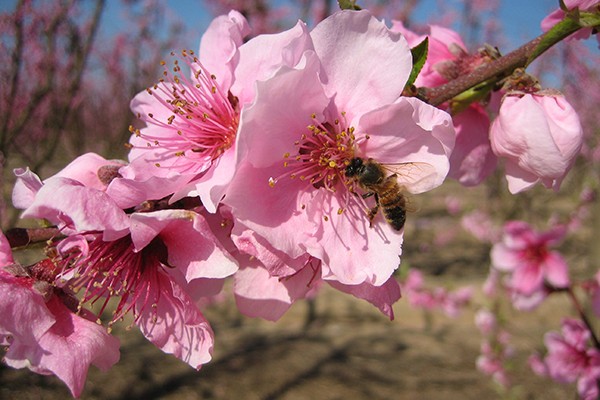 Sustainable Ag 101: Protect Profits and Beneficial Insects with IPM 1