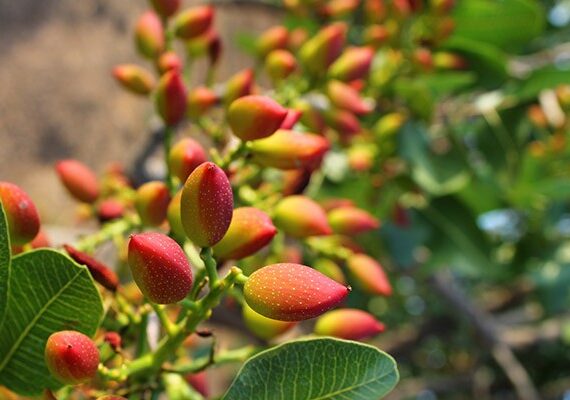 National Pistachio Day 1 Pistachio Growers