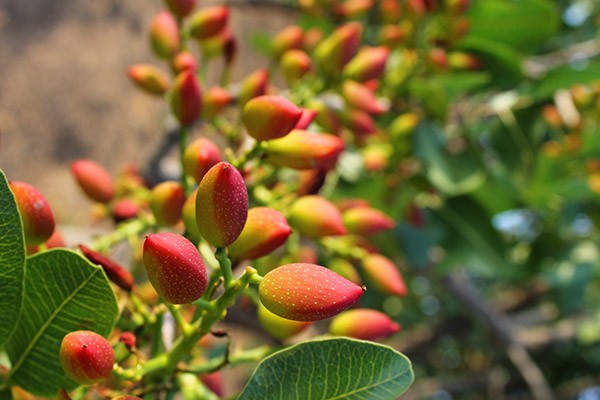 National Pistachio Day 1 Pistachio Growers