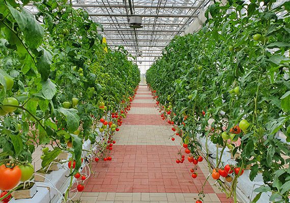 Sustainable Ag 101: Taking Urban Farms Indoors Can Maximize Resources and Production 3 VerticalFarming Blog 1 1
