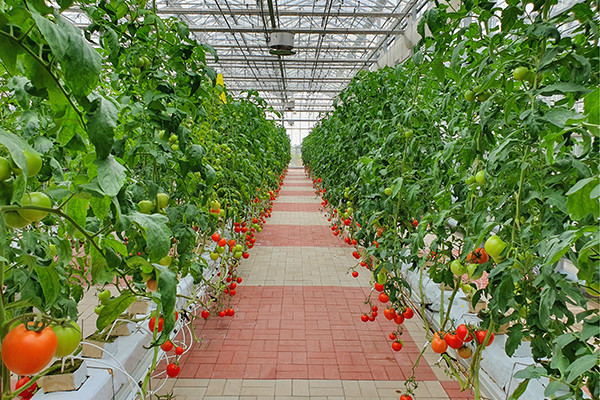 Sustainable Ag 101: Taking Urban Farms Indoors Can Maximize Resources and Production 1 VerticalFarming Blog 1 1