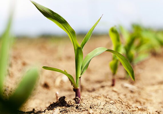 4 Steps to Maximize Financial Success this Planting Season 1 corn sprouting web600