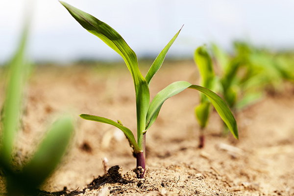 4 Steps to Maximize Financial Success this Planting Season 1 corn sprouting web600