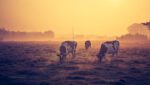 DON'T LET OPTIMISM GET IN THE WAY OF GOOD FINANCIAL DECISIONS 3 Ag Lending -Alternative Lending