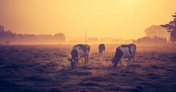 DON'T LET OPTIMISM GET IN THE WAY OF GOOD FINANCIAL DECISIONS 1 Ag Lending -Alternative Lending