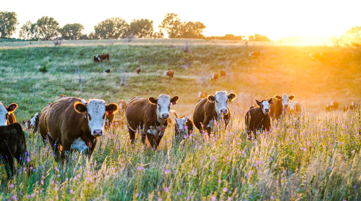 Sustainable Ag 101: Rotational Grazing Improves Profits and Pastures 1 grazing 600x400
