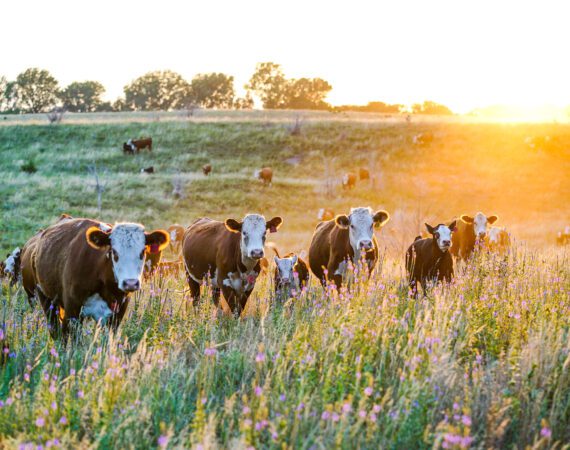 Sustainable Ag 101: Rotational Grazing Improves Profits and Pastures 3 grazing 600x400