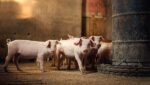 3 Looming Factors for Farm Financial Health as 2019 Winds Down 5 pigs blog pic