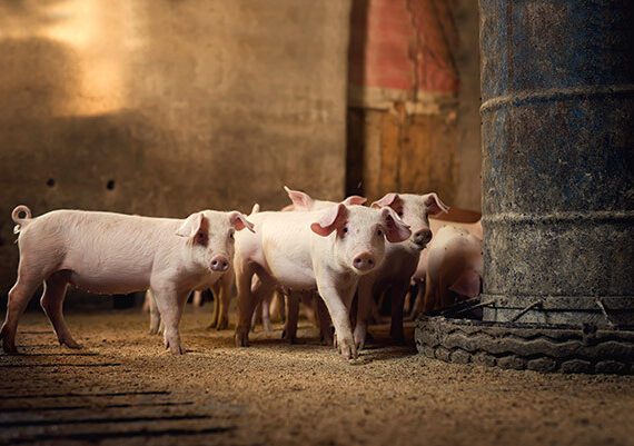 3 Looming Factors for Farm Financial Health as 2019 Winds Down 1 pigs blog pic
