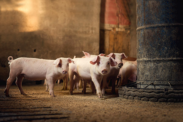 3 Looming Factors for Farm Financial Health as 2019 Winds Down 1 pigs blog pic