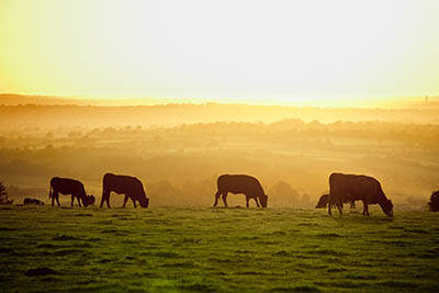 cattle grazing in field