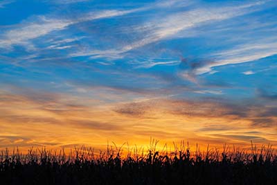 corn field in indiana
