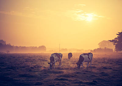 landscape with cows