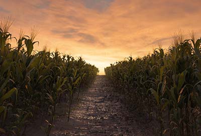 rendering path between two corn field