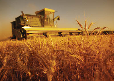 rows of crops with tractor