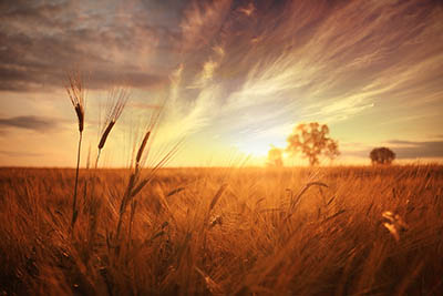 wheat field