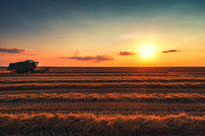 Combine harvester in wheat field