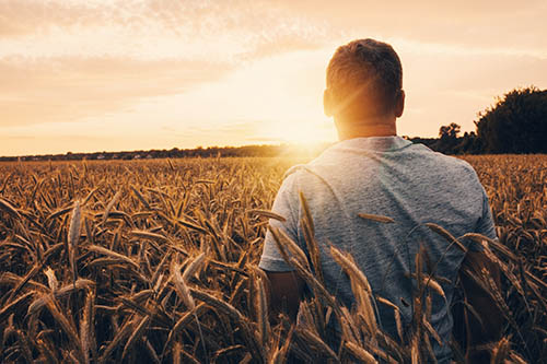 farmer in wheat field