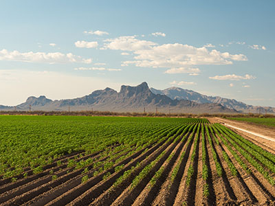 Farm agriculture field with Picacho Peak in distance, Tucson Arizona. High quality photo