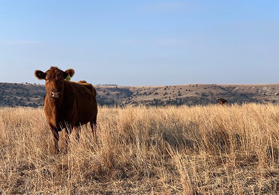 CattleMarket Blog600x400