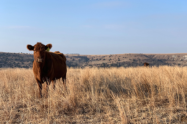 SHORT-TERM LOSSES FOR LONG-TERM GAINS IN CATTLE MARKET 1