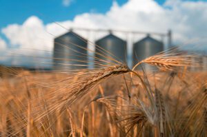 Ag News 15 SilosWheat