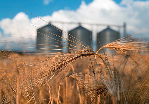 News 8 SilosWheat