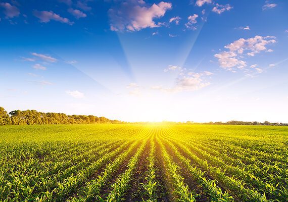 4 THINGS TO CONSIDER BEFORE TAKING OUT A CROP OPERATING LOAN 4 Operating Loan Tips 600x400 1