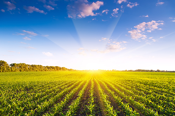 4 THINGS TO CONSIDER BEFORE TAKING OUT A CROP OPERATING LOAN 1 Operating Loan Tips 600x400 1