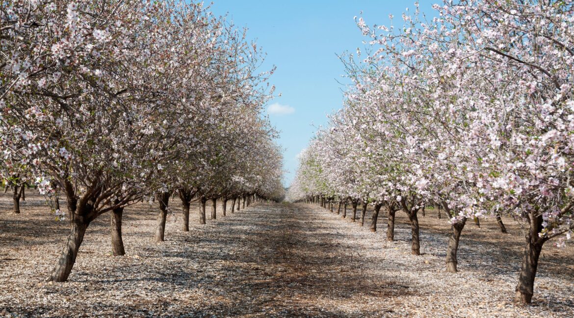 OVERCOMING LOAN RENEWAL CONCERNS IN THE NUT INDUSTRY 1 Renewal Concerns Nut Industry