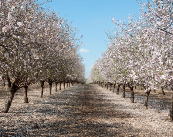 OVERCOMING LOAN RENEWAL CONCERNS IN THE NUT INDUSTRY 3 Renewal Concerns Nut Industry